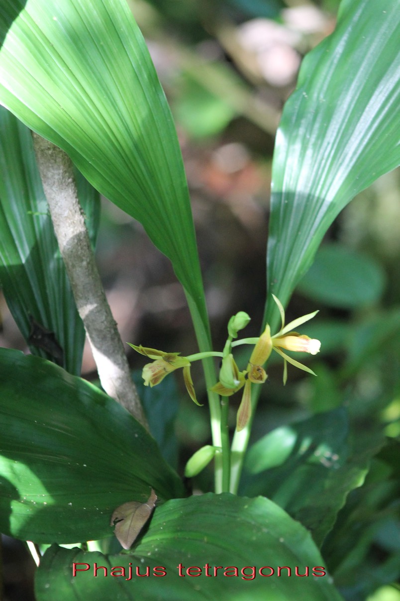 Phajus tetragonus- Orchidacée - I