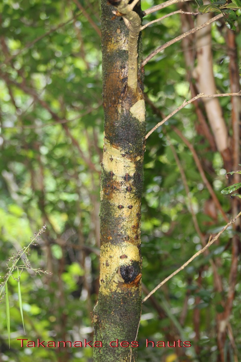 Takamaka- Calophyllum tacamahaca