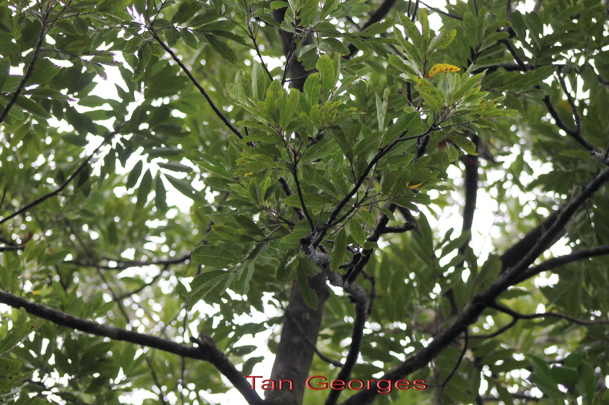 Tan Georges- Molinaea alternifolia- Sapindacée - BM