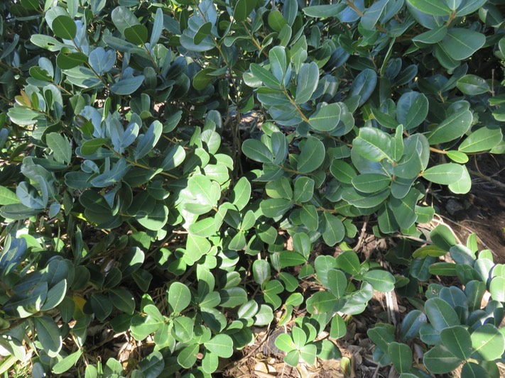 20 Noronhia emarginata - Takamaka de Mada, doucette - Oleaceae