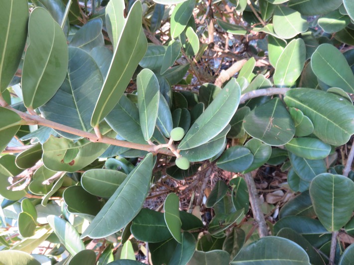 21 Noronhia emarginata - Takamaka de Mada, doucette - Oleaceae