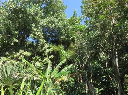 23 Dans antesque Dracaena reflexa - Bois de chandelle - Asparagaceae le fouillis végétal, gig