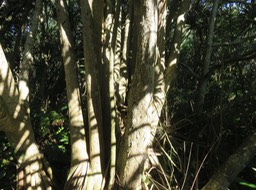 25 Dans  le fouillis végétal, base du  gigantesque Dracaena reflexa - Bois de chandelle - Asparagaceae