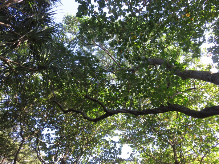 28 Branches d'un très grand Aleurites moluccanus (L.) Willd - Bancoulier - Euphorbiaceae - Asie tropicale et Océanie