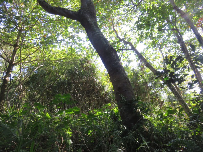 30 Le tronc du Aleurites moluccanus (L.) Willd - Bancoulier - Euphorbiaceae - Asie tropicale et Océanie