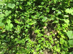 31 Au centre un peu à gauche et en haut inflorescence de Cocculus orbiculatus (L.) DC. -Liane d'amarrage. - Menispermaceae -  Asie