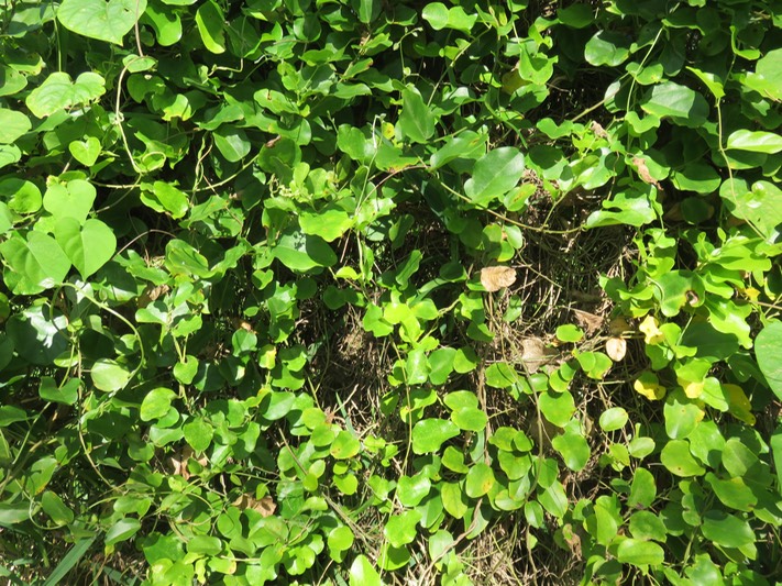 32 Noter inflorescence dans le quart supérieur gauche de Cocculus orbiculatus (L.) DC. -Liane d'amarrage. - Menispermaceae -  Asie