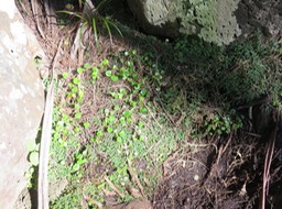 37 Centella asiatica - Cochléaria - Apiaceae - indigène