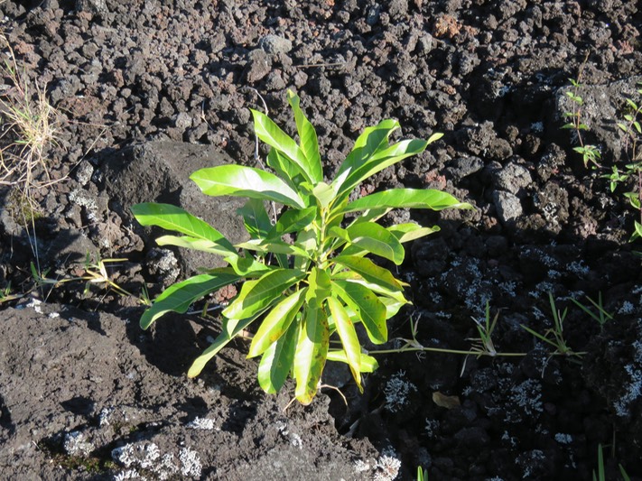 4 Litsea glutinosa  - Avocat marron - Lauraceae