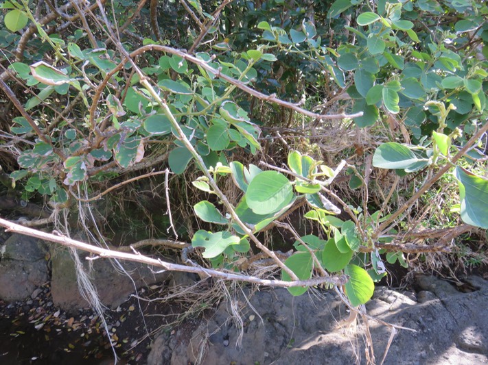41 Dendrolobium umbellatum (L.) Benth - Bois malgache - Fabaceae