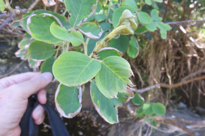 44 Dendrolobium umbellatum (L.) Benth - Bois malgache - Fabaceae