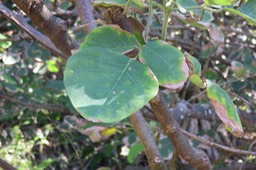 45 Dendrolobium umbellatum (L.) Benth - Bois malgache - Fabaceae
