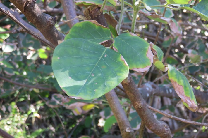 45 Dendrolobium umbellatum (L.) Benth - Bois malgache - Fabaceae