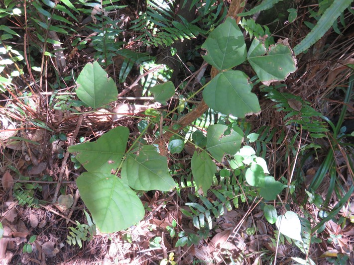 51 Erythrina variegata- Nourouc ou Pignon d'Inde de l'Inde- Fabacée- exo