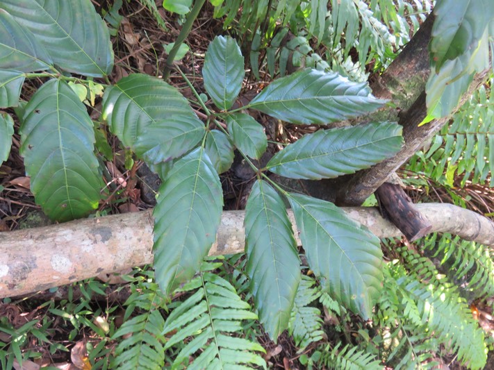 70 Leea guineensis Lam. - Bois de sureau ; Bois de sureau blanc ; Bois de source -  Leeaceae -