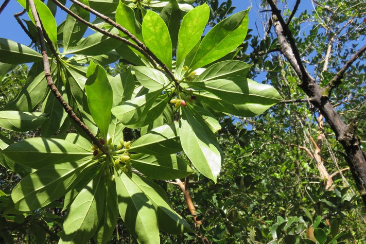 77 Antirhea borbonica - Bois d'Osto - Rubiacée - M fruits