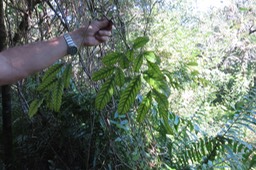 81 Leea guineensis Lam. - Bois de sureau ; Bois de sureau blanc ; Bois de source -  Leeaceae -