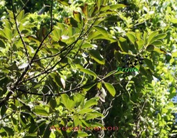 Avocat marron- Litsea glutinosa- Lauracée- SE Asie et S. Australie