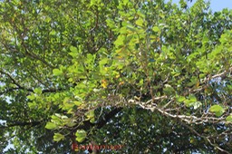 Badamier - Terminalia catappa- Combrétacée - Indopacifique