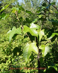 Bancoulier - Aleurites moluccanus- Euphorbiacée - Asie trop, Océanie