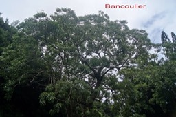 Bancoulier - Aleurites moluccanus