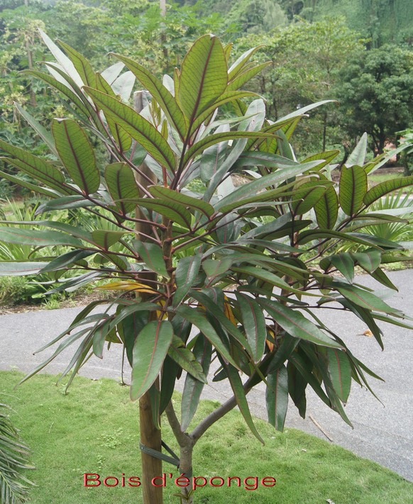Bois d'éponge - Gastonia cutispongia - Araliacée - B