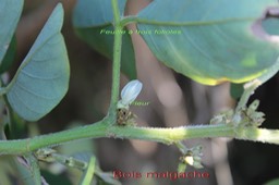 Bois malgache- Dendrolobium umbellatum - Fabacée - Indopacifique