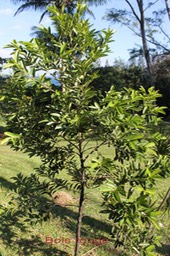 Bois rouge - Cassine orientalis-Célastracée-  Masc
