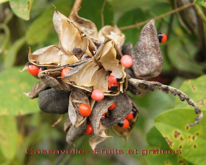 Cascavelle- Fruits et graines