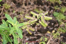 Crotalaire- Crotalaria retusa- Fabacée - Pantropical