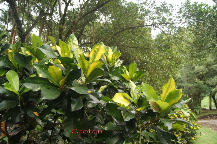 Croton- Codiaeum variegatum - Euphorbiacée - exo