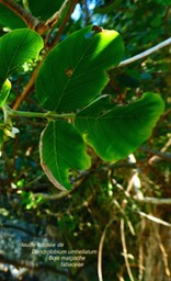Dendrolobium umbellatum Bois malgache P1130418