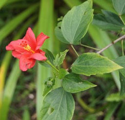 Hibiscus boryanus - Malvacée - B