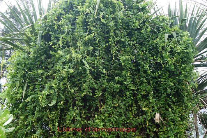 Liane d'amarrage- Cocculus orbiculatus- Menispermacée- Asie trop