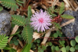 Mimosa pudica - Fabacée- S. Am trop