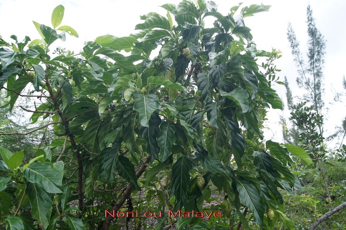 Noni- Morinda citrifolia- Rubiacée - Indopacifique
