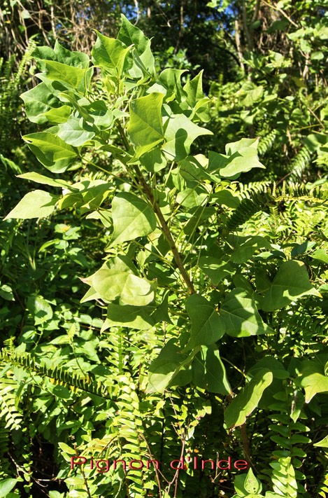 Pignon d'Inde- Erythrina variegata- Fabacée - Indopacifique