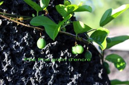 Poc Poc grain d'encre- Passiflora suberosa - Passifloracée - Am. trop.