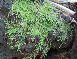 Selaginelle- Selaginella viridula - Selaginellacée- Masc