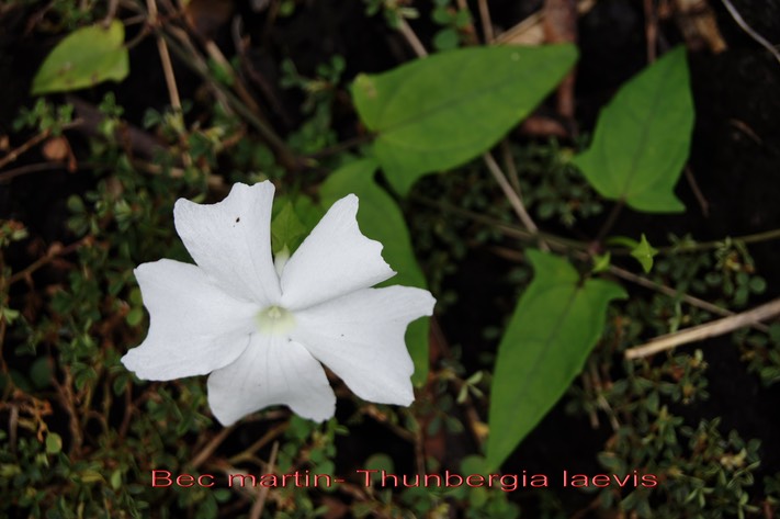 Thunbergia leavis- Acanthacée - Asie trop