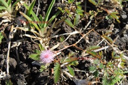 Traînasse- Stenotaphrum dimidiatum et Sensitive- Mimosa pudica