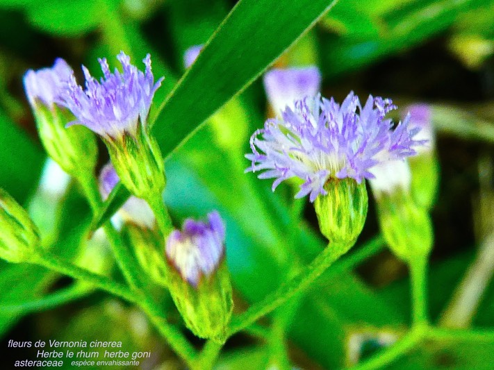 Vernonia cinerea  Herbe le rhum herbe goni P1130474