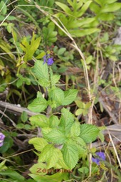 Zépi bleu - Stachytarpheta urticifolia- Verbénacée - exo