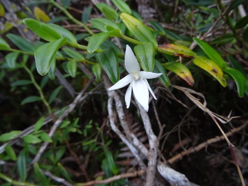 Angraecum ramosum - EPIDENDROIDEAE - Endémique Réunion, Maurice - 