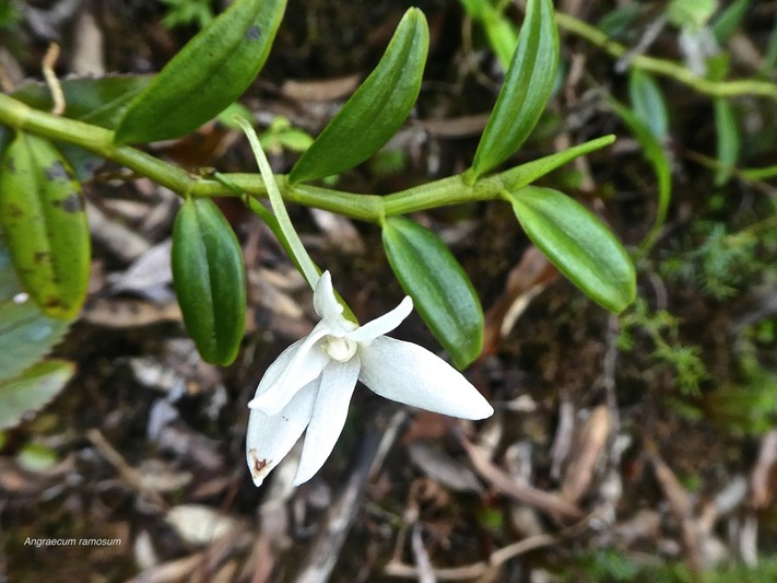Angraecum ramosum .orchidaceae.indigène Réunion.P1810956