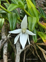 Angraecum ramosum.orchidaceae.indigène Réunion.P1810951