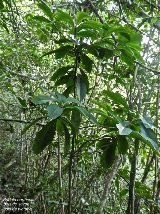 Badula barthesia.bois de savon.bois de pintade.myrsinaceae.endémique Réunion.P1820142