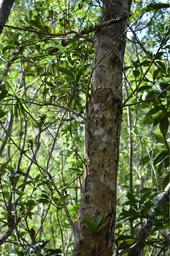 Calophyllum tacamahaca - Takamaka des hauts - CLUSIACEAE - Endémique Réunion, Maurice - 