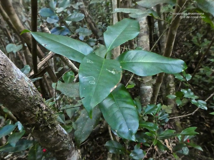Chionanthus broomeana. bois de coeur bleu.oleaceae.endémique Réunion.P1820115