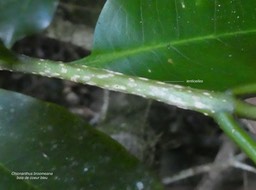 Chionanthus broomeana.bois de coeur bleu..lenticelles )oleaceae. endémique Réunion.P1820134